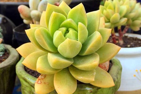 寶石花光照和溫度處理,夏季遮陰冬季向陽