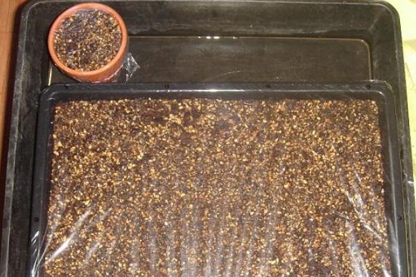 如何種生石花,4步即可完成生石花的種植