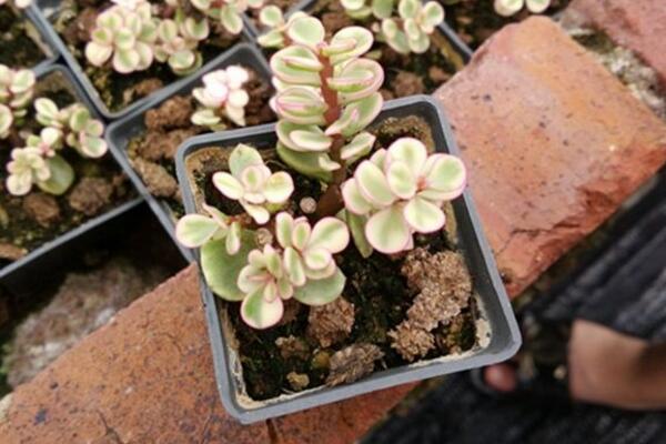 雅樂之舞放在哪里養好,放在這些位置才能滿足植株的生長