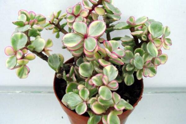 雅樂之舞放在哪里養好,放在這些位置才能滿足植株的生長