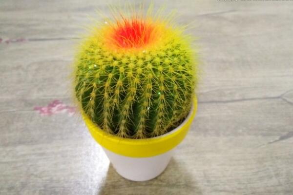 仙人球怎么種植,仙人掌種植經(jīng)驗分享