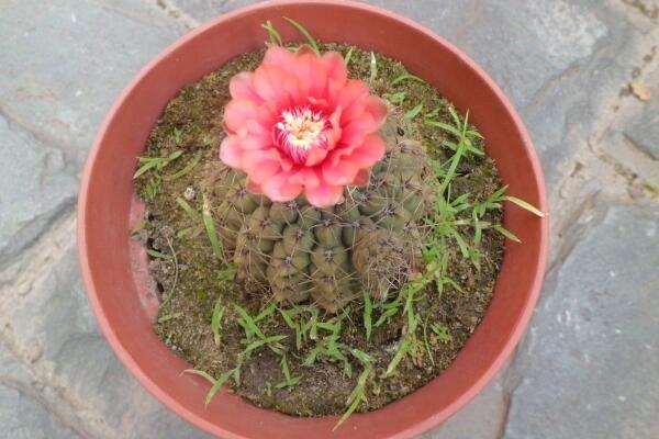 仙人球怎么種植,仙人掌種植經(jīng)驗分享