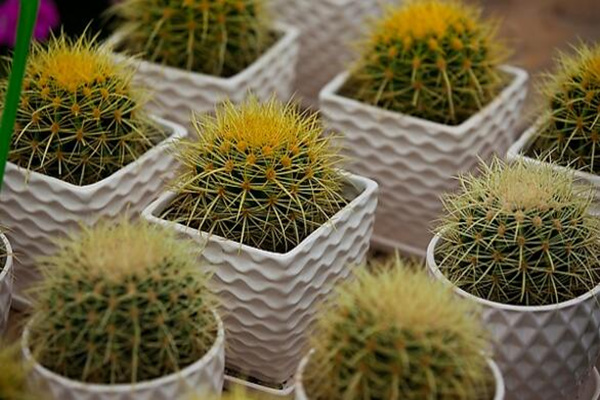 仙人球怎么種植,仙人掌種植經(jīng)驗分享