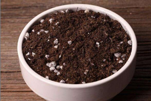 仙人球怎么種植,仙人掌種植經(jīng)驗分享