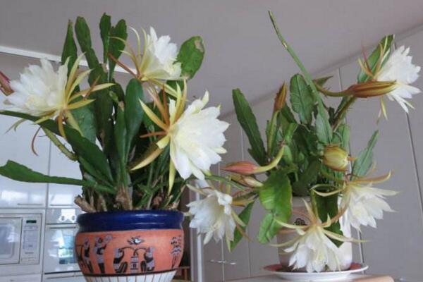 曇花多久開一次花,樹齡達到3年以后每年開一次花