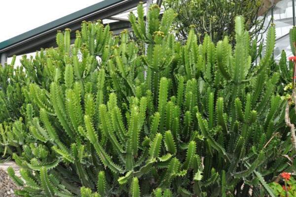 虎刺梅和金剛纂的區(qū)別,通過枝干、葉片、花朵進行區(qū)分