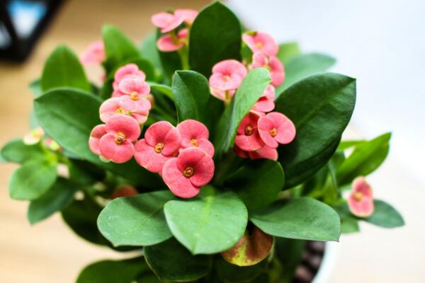 虎刺梅和金剛纂的區(qū)別,通過枝干、葉片、花朵進行區(qū)分