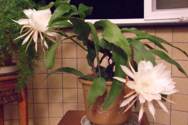 曇花對室內家居的影響,觀賞以及凈化最突出
