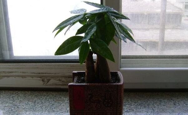 沒鋸頭的發(fā)財樹好養(yǎng)嗎,鋸掉后枝條長勢更好