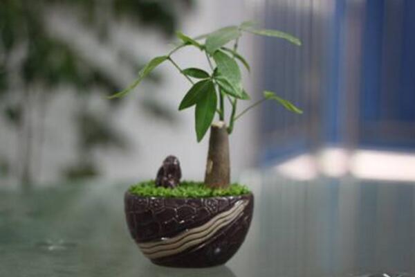 沒鋸頭的發(fā)財樹好養(yǎng)嗎,鋸掉后枝條長勢更好