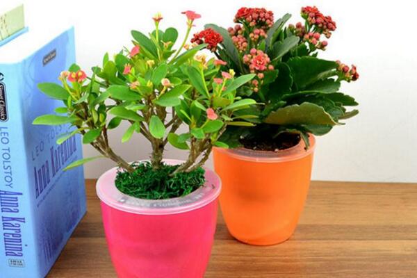 虎刺梅一年開幾次花,只要養護得當虎刺梅可以四季開花