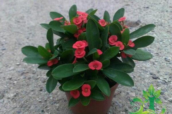 虎刺梅一年開幾次花,只要養護得當虎刺梅可以四季開花
