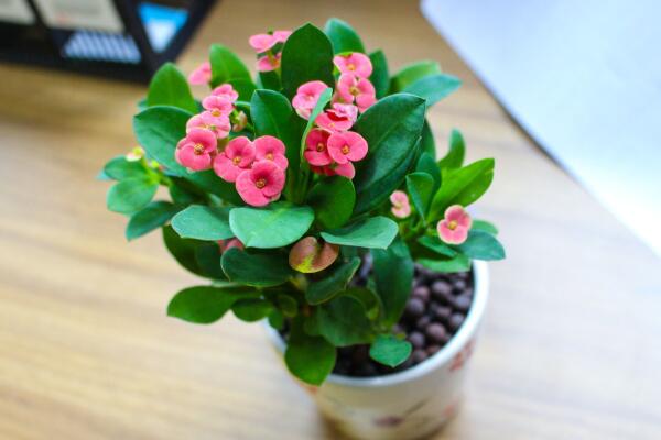 虎刺梅一年開幾次花,只要養護得當虎刺梅可以四季開花