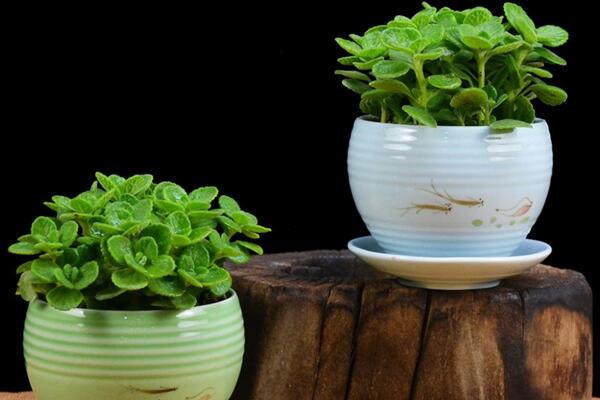 碰碰香能泡茶嗎,碰碰香泡茶作用非常明顯