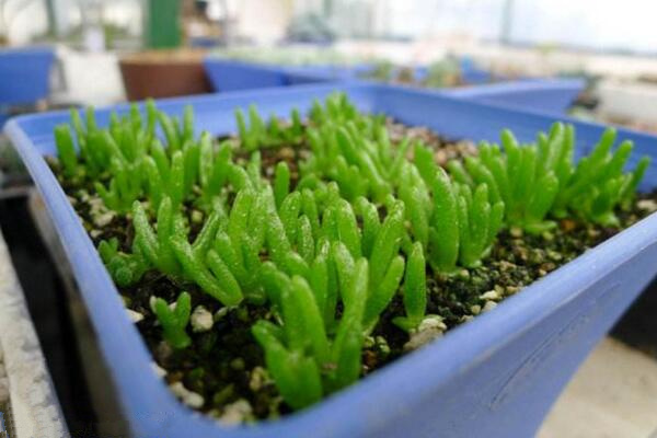 碧光環怎么種植,4步即可完成碧光環的種植