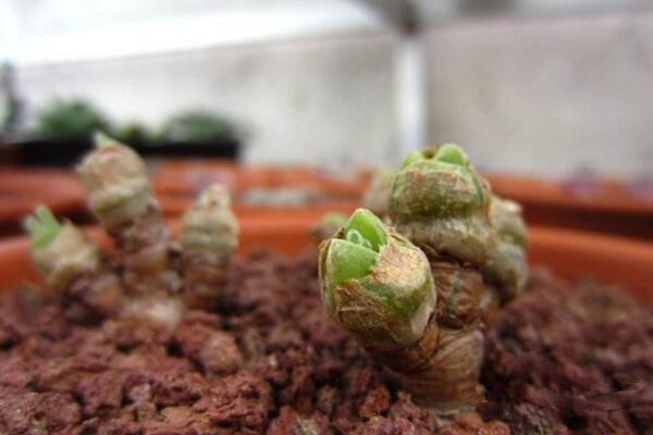 碧光環怎么種植,4步即可完成碧光環的種植