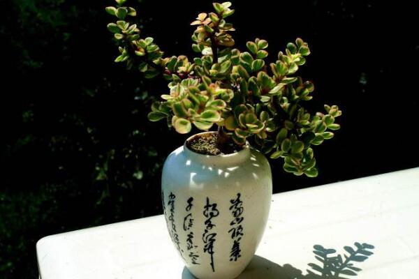 雅樂之舞可以水培嗎,水培日常管理更加方便