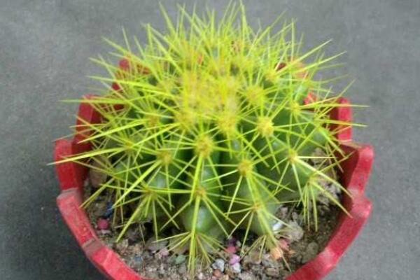 仙人球吸收甲醛嗎,其實仙人球吸收甲醛能力一般