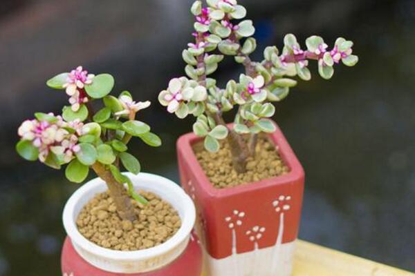 怎樣讓雅樂(lè)之舞變紅,要保證植株有一個(gè)好的生長(zhǎng)