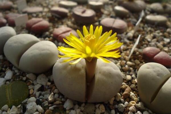 生石花如何移栽,5步即可完成生石花的移栽