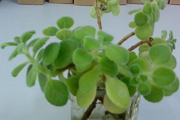 碰碰香夏天怎么澆水,保持土壤處于干燥的狀態