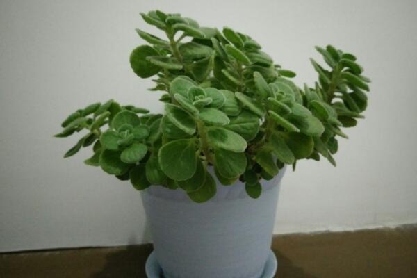 碰碰香夏天怎么澆水,保持土壤處于干燥的狀態