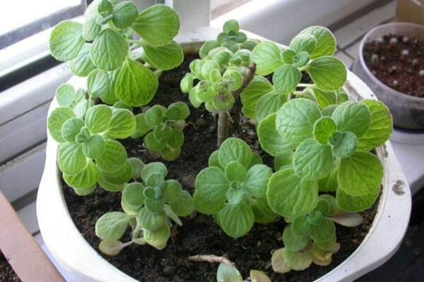 碰碰香夏天怎么澆水,保持土壤處于干燥的狀態