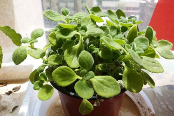 碰碰香夏天怎么澆水,保持土壤處于干燥的狀態