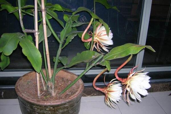 曇花幾年開花,養殖三年左右才能開花