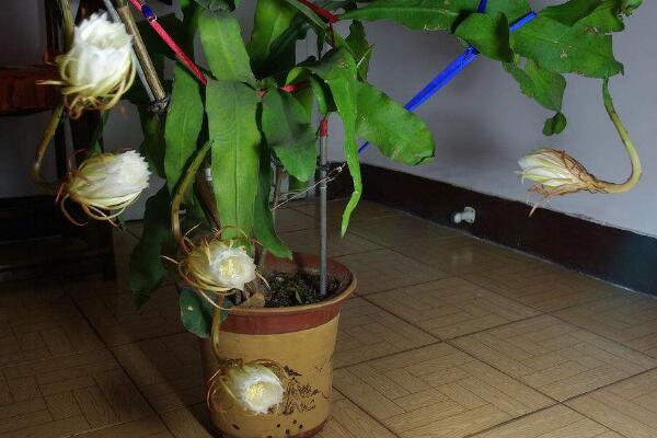 曇花幾年開花,養殖三年左右才能開花