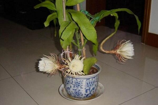 曇花幾年開花,養殖三年左右才能開花