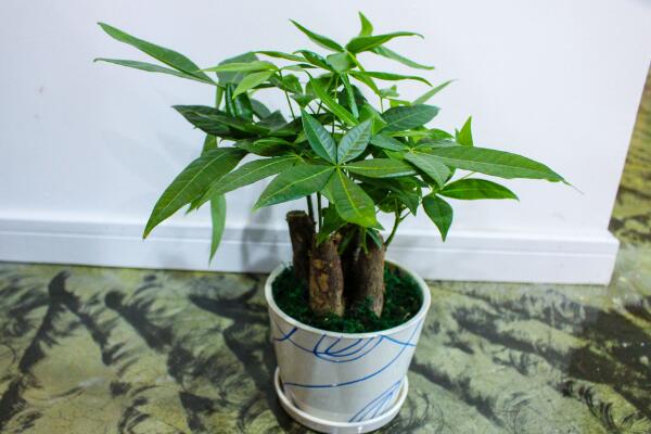 發財樹水澆多了怎么辦,適當松土并加強通風