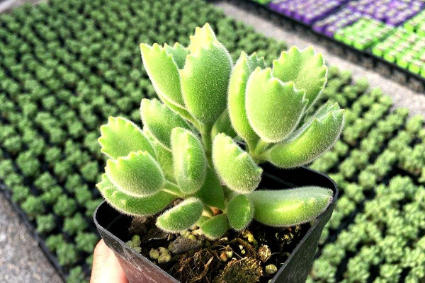 多肉植物熊童子掉葉子,找出問題的原因及時處理