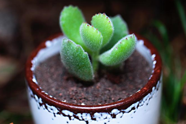 多肉植物熊童子掉葉子,找出問題的原因及時處理