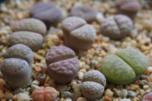 生石花最合適光照度,只需要在夏季適當遮陰即可