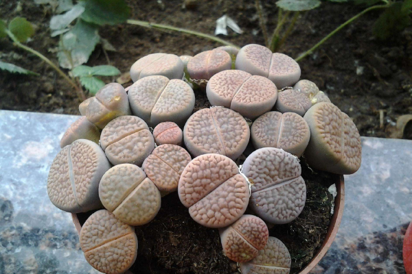 生石花最合適光照度,只需要在夏季適當遮陰即可