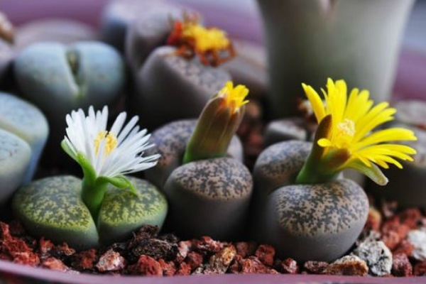 生石花最合適光照度,只需要在夏季適當遮陰即可