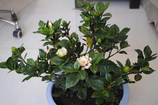 梔子花葉子發黑怎么救,及時修剪葉片并觀察根部情況
