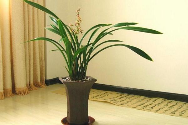 蘭花怎么種植步驟圖解,5步即可完成蘭花的種植