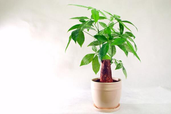 發(fā)財樹怎樣澆水不會死,發(fā)財樹四季澆水要點
