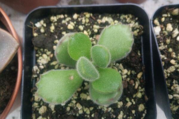 多肉熊童子的種植過程,熊童子種植詳細步驟介紹