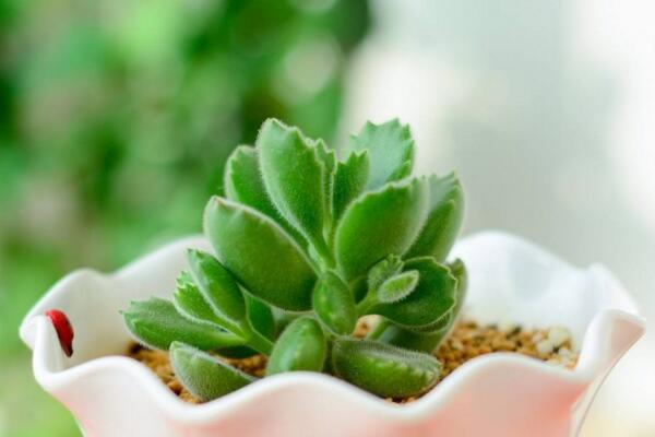 多肉熊童子的種植過程,熊童子種植詳細步驟介紹