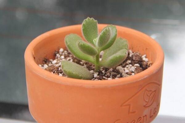 多肉熊童子的種植過程,熊童子種植詳細步驟介紹