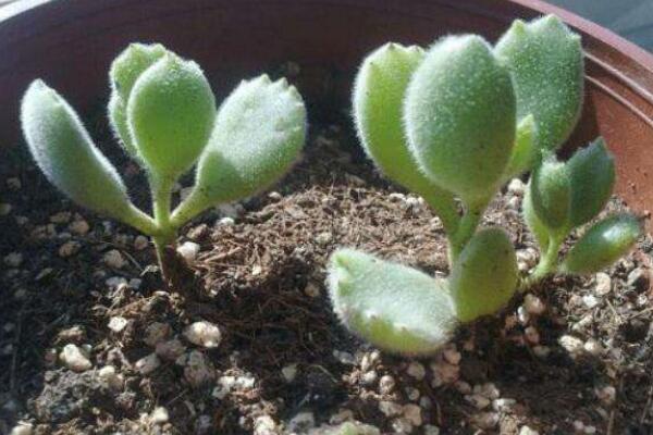 多肉熊童子的種植過程,熊童子種植詳細步驟介紹