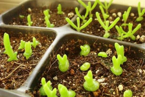 碧光環(huán)播種多久能長大,種后一星期發(fā)芽四個月長大