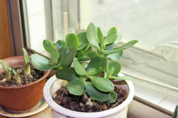 燕子掌冬天怎么養殖,做好以下4點可保植株順利越冬