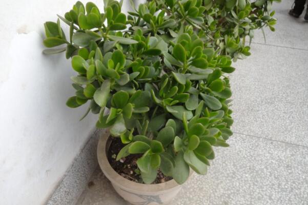 燕子掌冬天怎么養殖,做好以下4點可保植株順利越冬