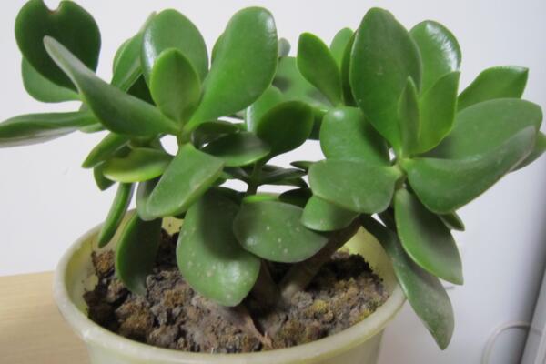 燕子掌冬天怎么養殖,做好以下4點可保植株順利越冬
