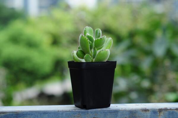 熊童子夏季種的怎么服盆,5步可讓植株迅速服盆