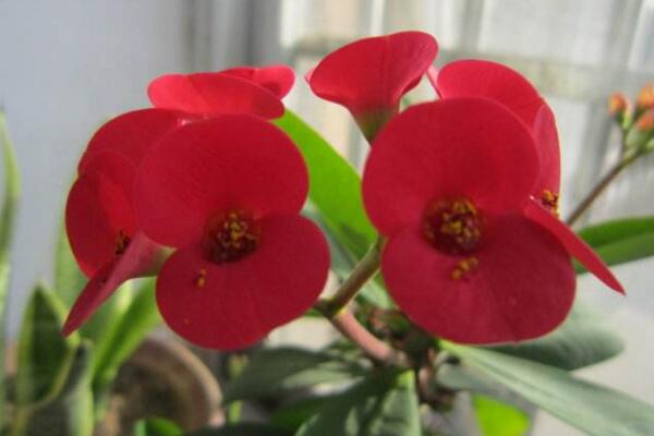 虎刺梅什么時候開花,只要養(yǎng)護得當一年四季都能開花